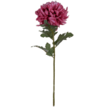 Fuchsia Chrysanthemum Stem