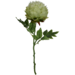 Green Cream Peony Stem