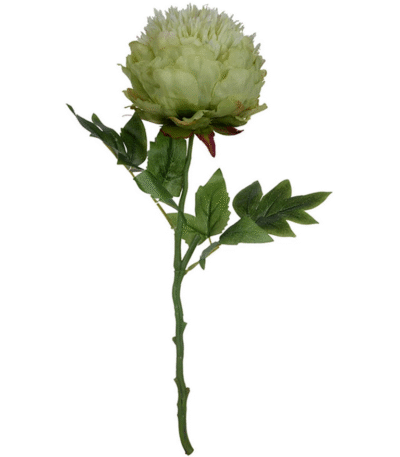Green Cream Peony Stem