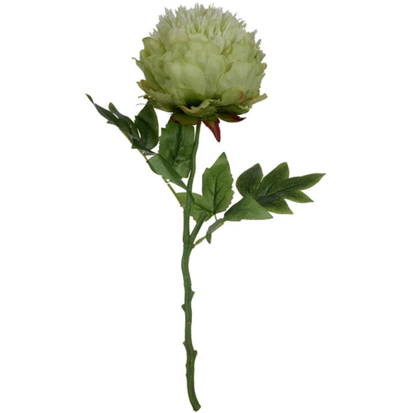 Green Cream Peony Stem