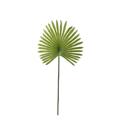Tropical-Fan-Palm-Leaf-Stem