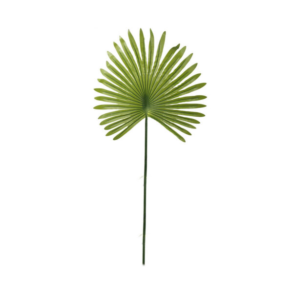 Tropical-Fan-Palm-Leaf-Stem